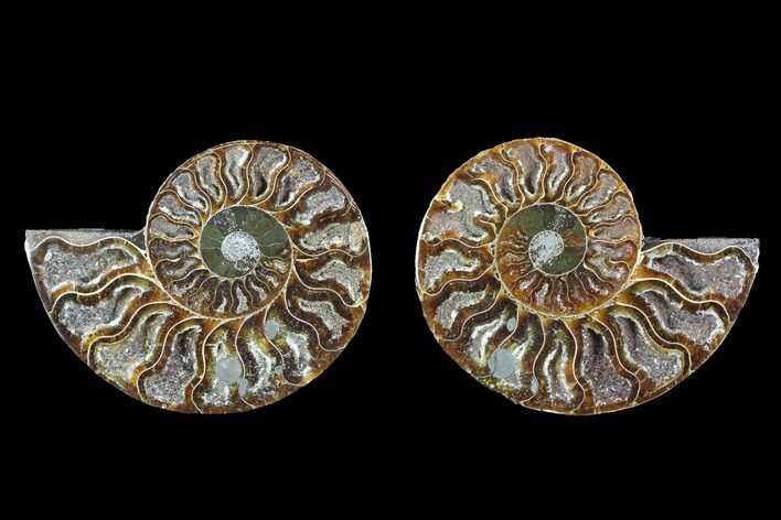 Cut & Polished Ammonite Fossil - Crystal Chambers #88206